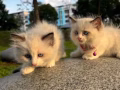 有赏领养布偶小猫