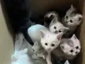 由于家里的猫妈妈生了很多只小宝宝现在想寻找一位爱心人士领养