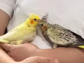 玄风幼鸟