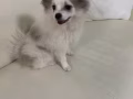 博美 无偿领养