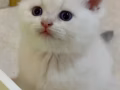 新加坡蓝金弟弟找家长咯！🇸🇬🐱