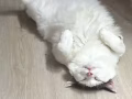 布偶猫免费送养