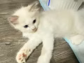布偶猫咪有偿领养