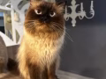 有偿帅气男布偶猫出租