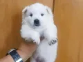 银狐幼犬，转让
