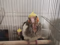 满月玄凤宝宝