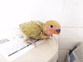 满月手养牡丹绿桃