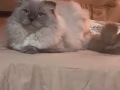 猫咪领养