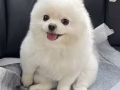 无偿领养博美妹妹