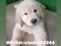（批发价）新加坡可爱金毛找主人啦,加我Wechat：xiaokai92266