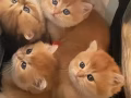 诈骗免费领养猫咪