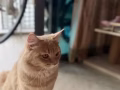 缅因猫找女朋友