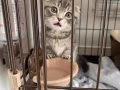 小折耳猫寻有缘人 有偿领养