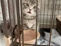 小折耳猫寻有缘人 有偿领养