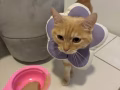 免费领养