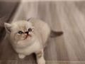 有偿领养5个月大的小布偶猫