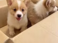 柯基幼犬小偿领养