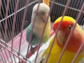 牡丹鹦鹉