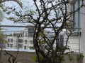 聘请兼职园丁