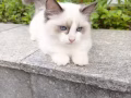 猫咪领养