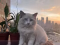 布偶猫