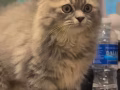 2个月奶猫找家长-西伯利亚森林猫 已打疫苗驱虫