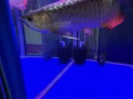 大鱼缸底部过滤