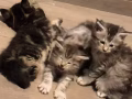 新加坡缅因猫