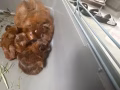 荷兰猪出售100块