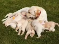 💖赠送小狗，免费领养！🐶