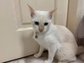 猫咪找新家
