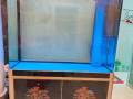 三尺森森鱼缸出售7-8成鱼缸150$