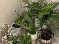 SG绿植无偿送出，