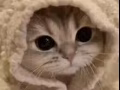 猫咪上门喂养和照顾服务，让您安心出外旅行，猫咪不再孤单！
