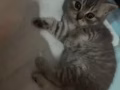 英短小奶猫找家长