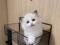 甜美布偶猫寻找一个温暖的家🏘️