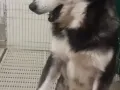 Husky male 1yr公 阿拉斯加哈士奇活蹦灵跳