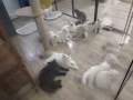 自家布偶幼猫