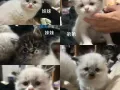 布偶小奶猫找新家~