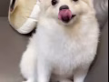 #博美 #无偿领养