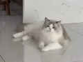 新加坡布偶猫免费领养
