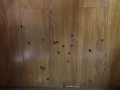 专业杀臭虫蟑螂各种昆虫保清除