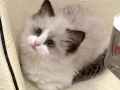 布偶小奶猫找新家~