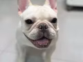 法斗小白犬