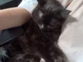 黑色小猫寻求领养