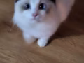 宠物级双色布偶猫宝宝