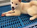柴犬(4个月)
