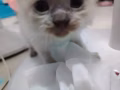 可爱小猫咪出售$580。 有蓝猫有布偶目前不到两个月先到先得  另外有 两只一岁了猫咪。  同样也是布偶跟蓝  大猫一岁