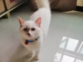 猫咪送养