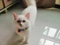 猫咪送养